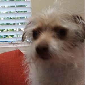 Meet your Posher, Al