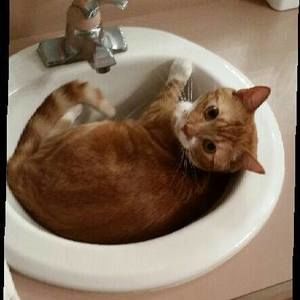 Meet your Posher, Marilyn