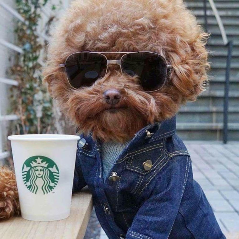 Meet your Posher, Vanessa