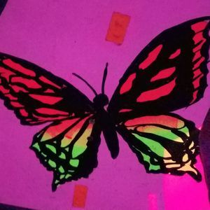 Meet your Posher, Darcy