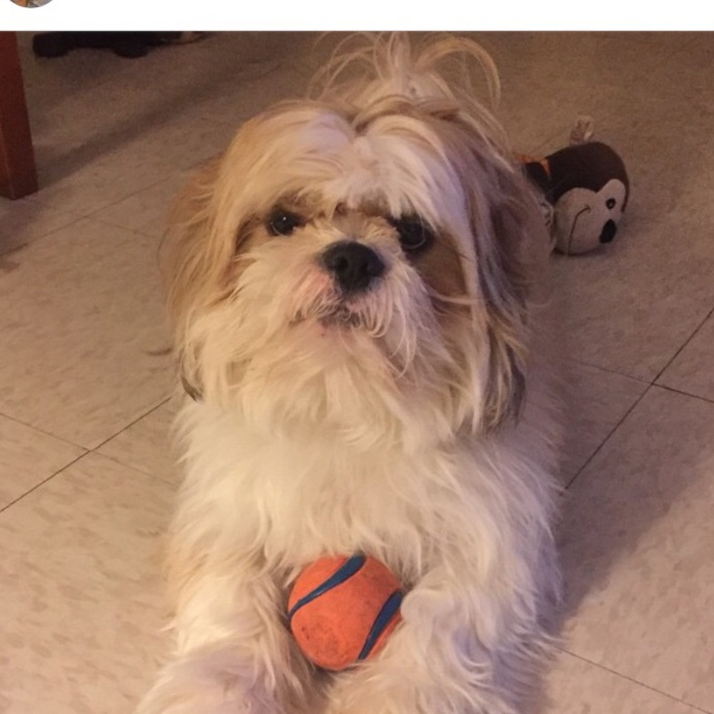 My baby🐶❤️He's favorite ball! 🐶⚾️