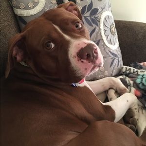 Meet your Posher, Dawn