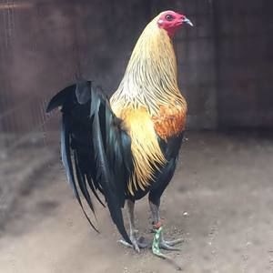 Meet your Posher, Francisco