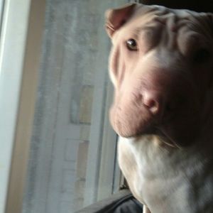 Meet your Posher, Tanis