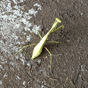 Meet your Posher, Shelly