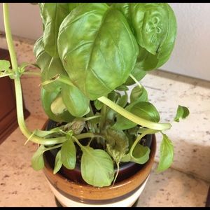 Meet your Posher, Vicki