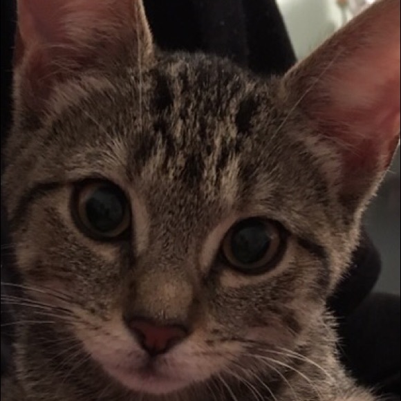 Meet your Posher, Melissa - Picture 1 of 1