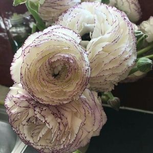 Meet your Posher, Devon