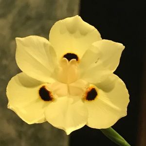 Meet your Posher, Cynthia