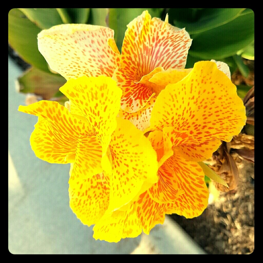 Tropicana