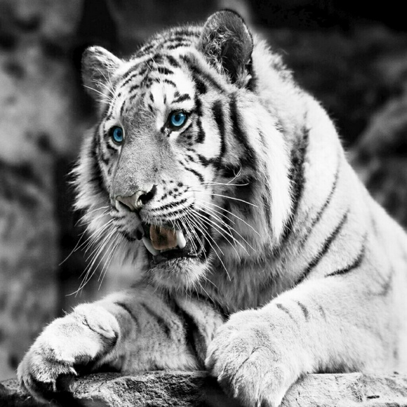 Meet your Posher, Norma - Picture 1 of 1