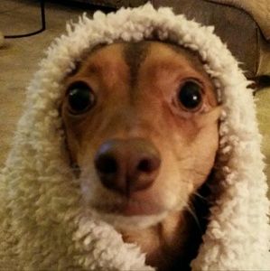 Meet your Posher, Claudia