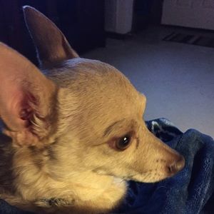 Meet your Posher, Virginia