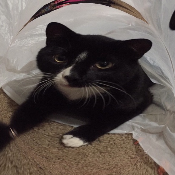 Meet your Posher, Rosy - Picture 1 of 1