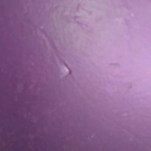 Meet your Posher, Princess