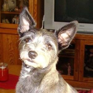 Meet your Posher, Eva