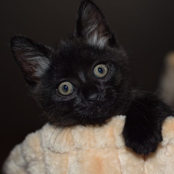 Meet your Posher, Dori - Picture 3 of 7