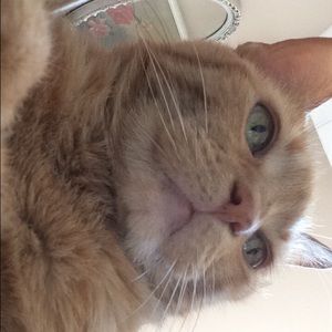 Meet your Posher, Abby