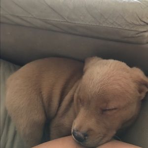 Meet your Posher, Annie