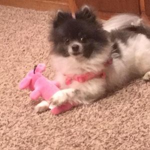 Meet your Posher, Abbie