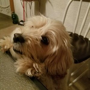 Meet your Posher, Amalia