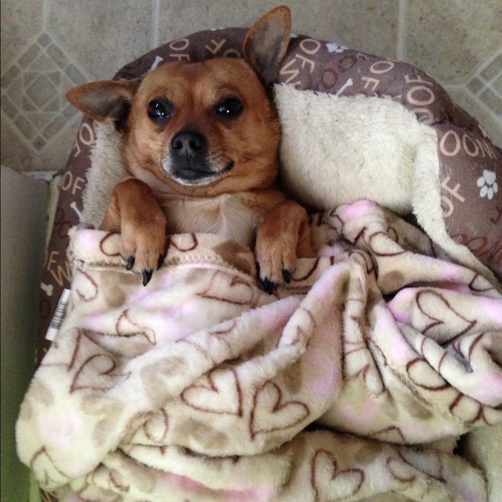 Meet your Posher, Sophie