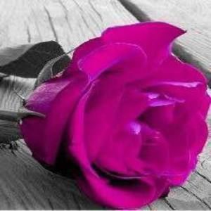 Meet your Posher, Roe