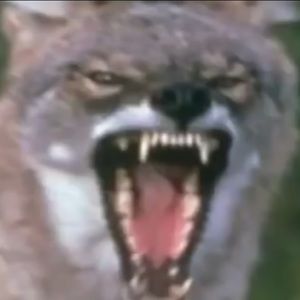 Meet your Posher, Cade