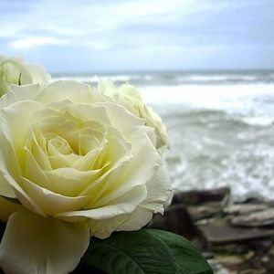 Meet your Posher, Amada