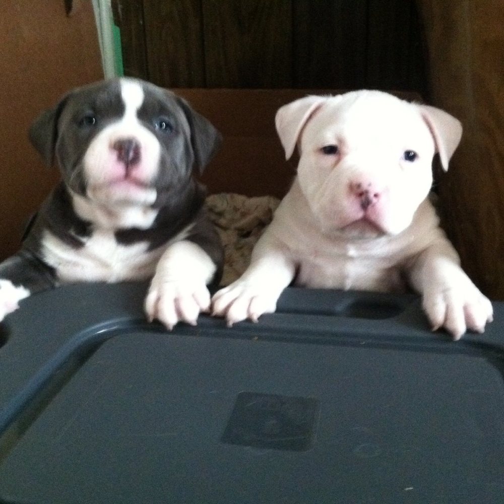 Meet your Posher, Preston