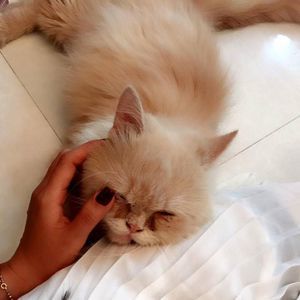 Meet your Posher, Tiến