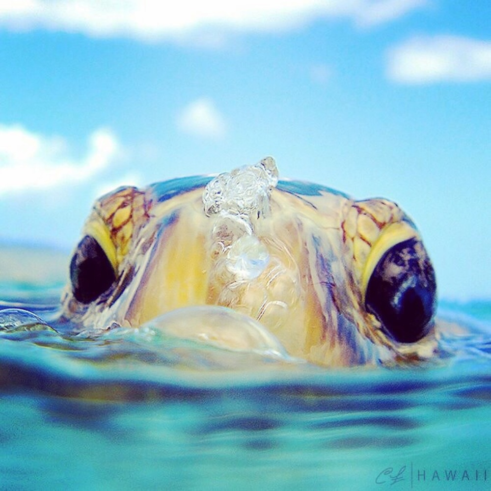 Meet your Posher, Barbie