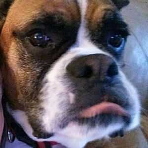 Meet your Posher, Janice