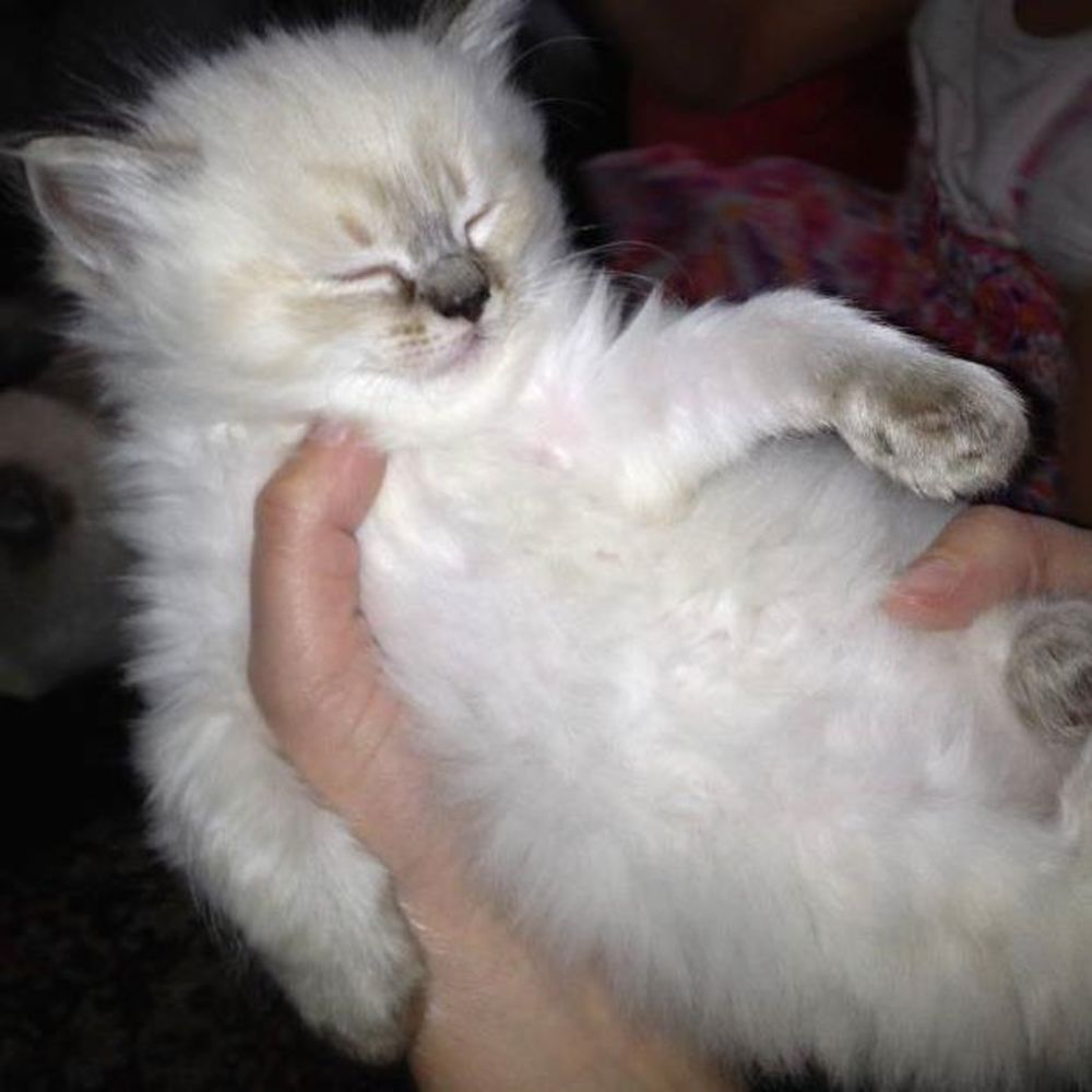 Meet your Posher, Kate