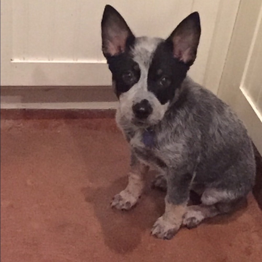 Meet your Posher, C