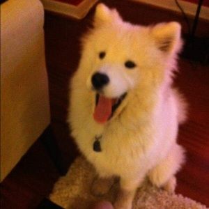 Meet your Posher, Victoria