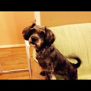 Meet your Posher, Lucy