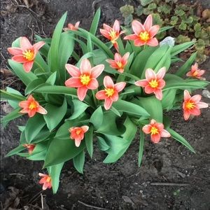 Meet your Posher, Emma