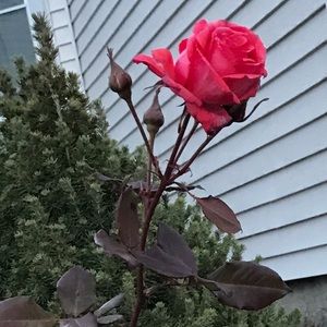 Meet your Posher, Taisha