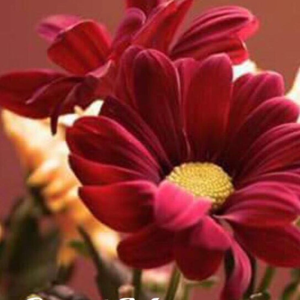 Meet your Posher, Puja