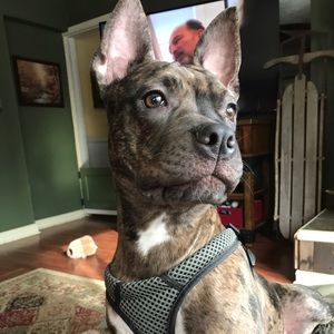 Meet your Posher, Drew