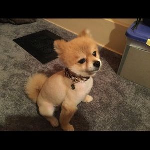 Meet your Posher, Dawn