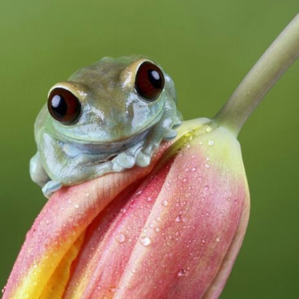 Meet your Posher, April