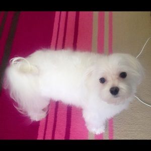 Meet your Posher, Choresse