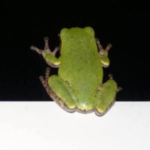 Meet your Posher, Irene acoymo