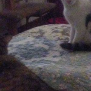 Meet your Posher, Alberta