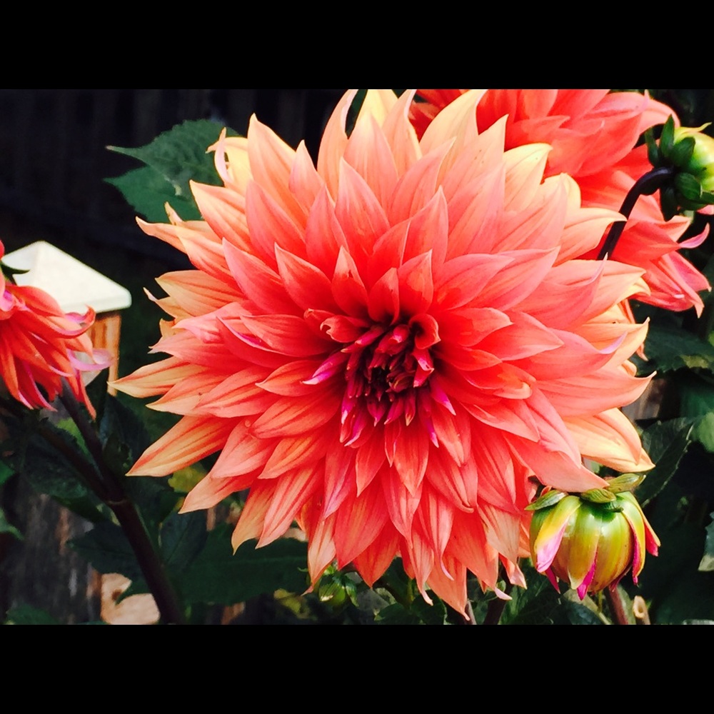 Meet your Posher, Mary