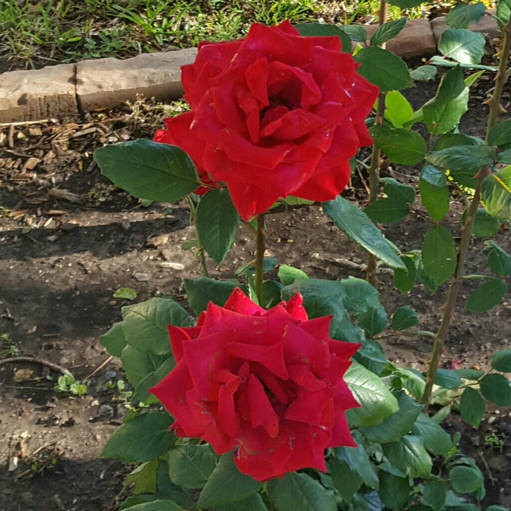 Meet your Posher, Stacy