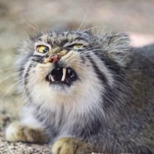 Meet your Posher, Sandy