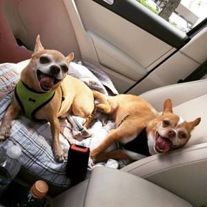 Meet your Posher, Noel